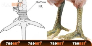 78 vảy gà tốt nên chọi