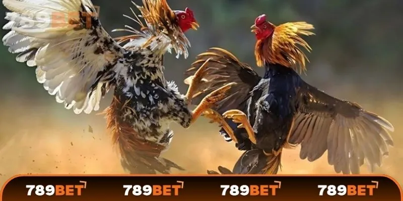 789Bet nổi bật với tỷ lệ cược cạnh tranh và minh bạch