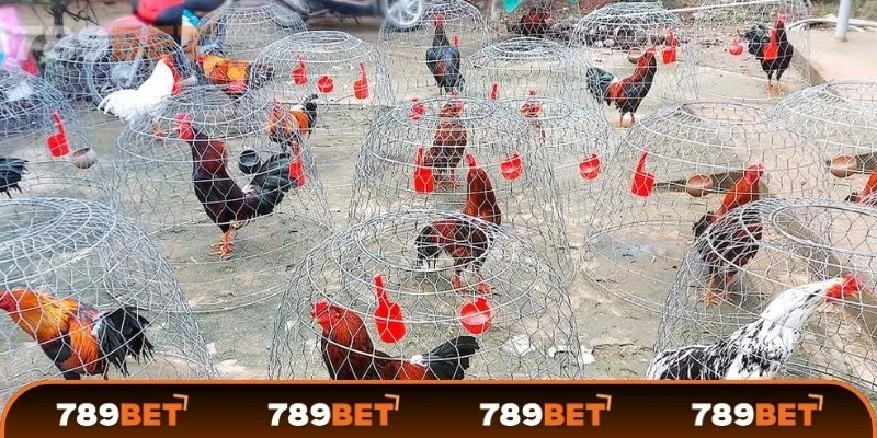 Cách chọn gà chọi hay