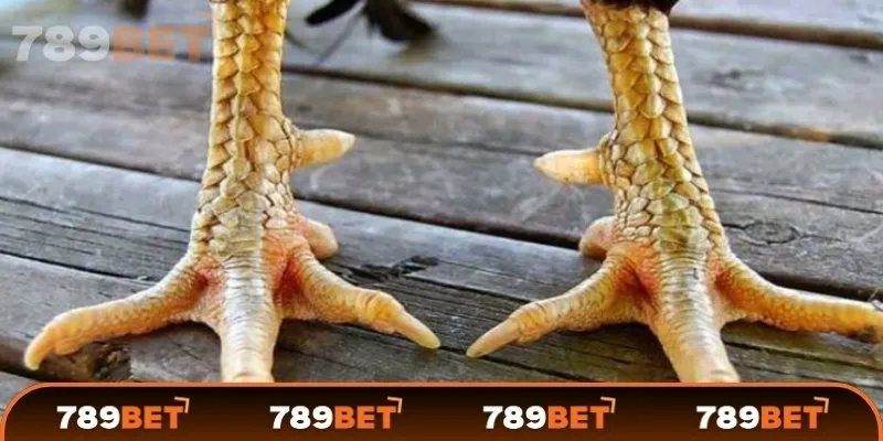 Cách xem và đánh giá vảy gà chọi