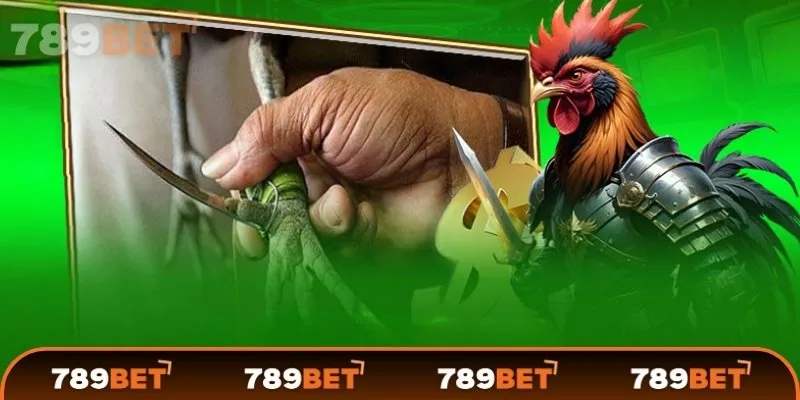 Đá gà Mỹ là gì?