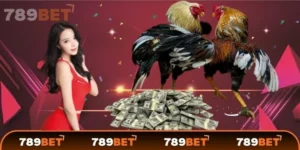 Đá gà cựa sắt là gì?