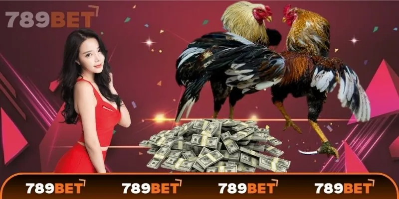 Đá gà cựa sắt là gì?