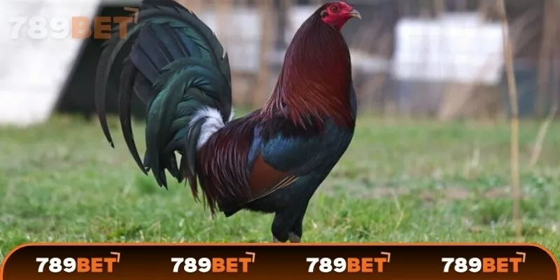 Một số dòng gà Mỹ nổi bật nhất tại 789Bet