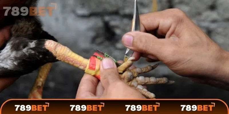 Quy định trong đá gà cựa sắt