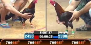 Trận đá gà 24 tỷ