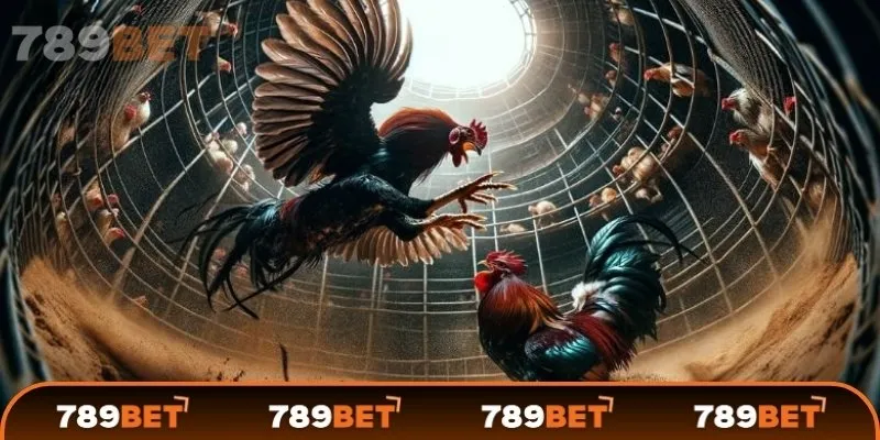 Trận đá gà 24 tỷ đã trở thành một sự kiện lịch sử trong làng đá gà