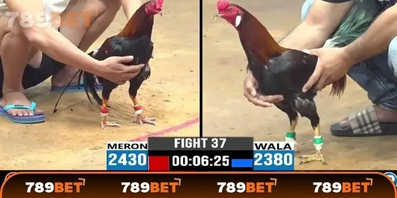 Trận đá gà 24 tỷ