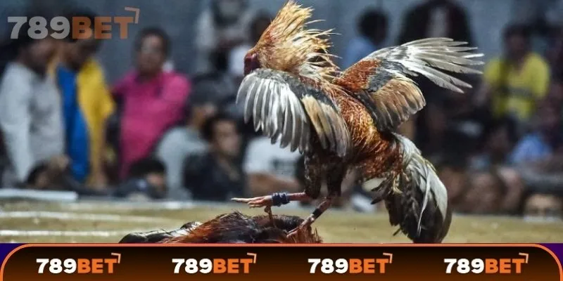 Trên 789Bet, bạn có thể theo dõi các trận đấu với sự tham gia của những chiến kê hàng đầu