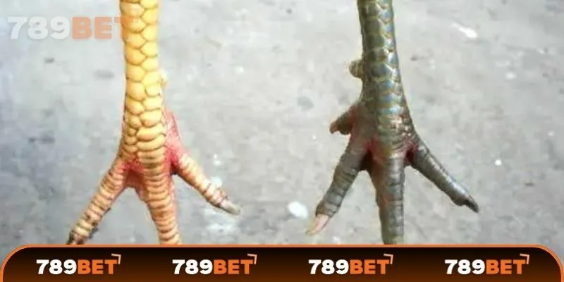 Vảy gà quyết định điều gì?