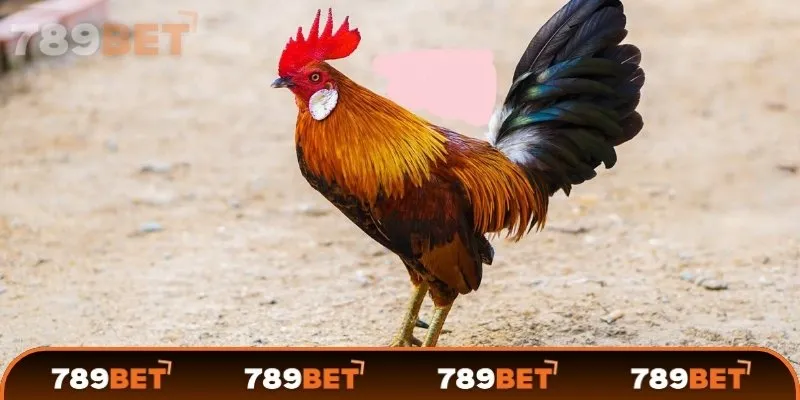 Vì sao cần chọn gà chọi cẩn thận?