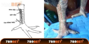 Bí quyết xem vảy gà đá chi tiết cho kê thủ