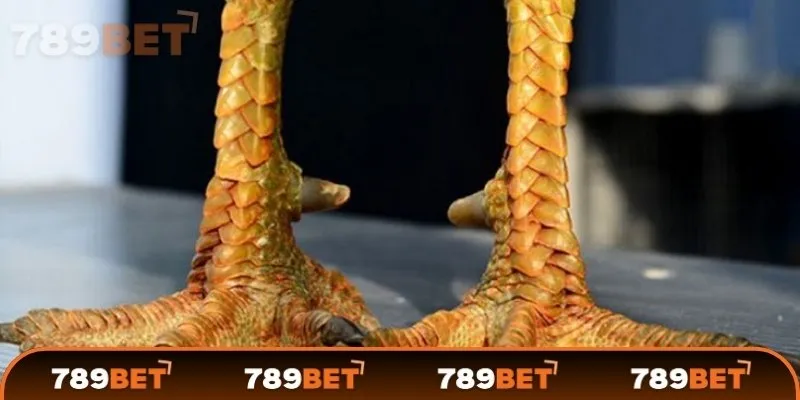 Cách xem vảy gà đá là gì?