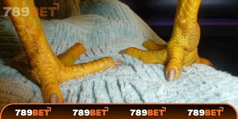 Các loại vảy gà đá và ý nghĩa