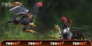 Những yếu tố tác động đến kết quả của một trận đá gà