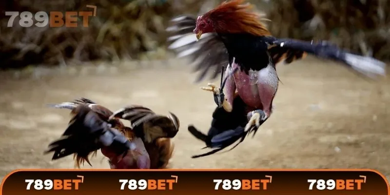 Các thuật ngữ phổ biến trong đá gà mà kê thủ cần biết